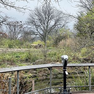 African Elephant Exhibit