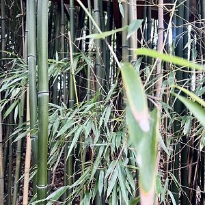 Bamboo
