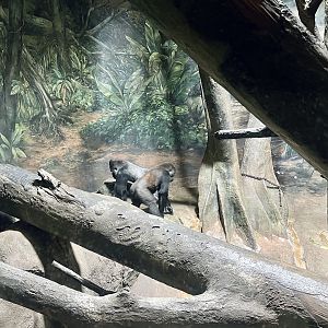 Lowland Gorillas