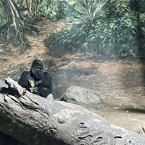 Lowland Gorillas