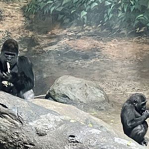Lowland Gorillas