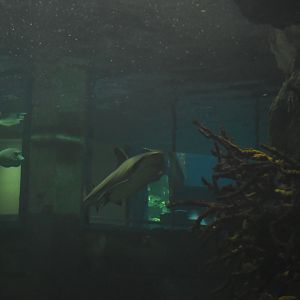 Black-tip Reef Shark Tank