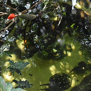 South American Rainforest Pool
