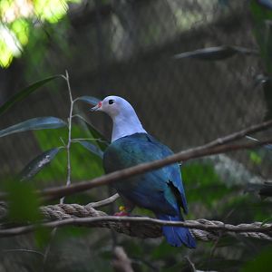 Red Knobbed Imperial Pigeon