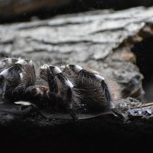 Brazilian White-Kneed Tarantula