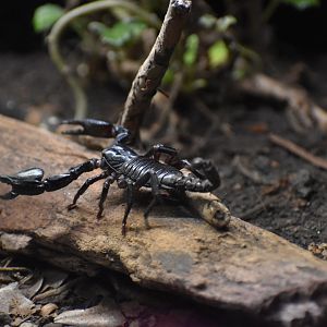 Forest Scorpion