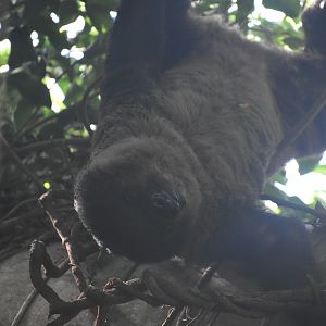 Linnaeus’ Two Toed Sloth’s