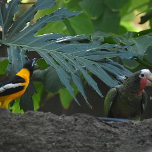 Cuban Amazon and Troupial