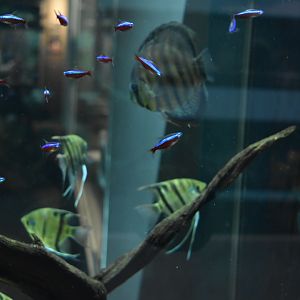 South American Freshwater Fish