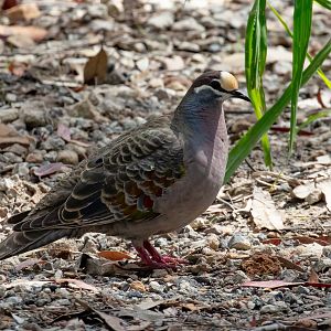 Common Bronzewing Pigeon
