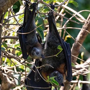 Grey-headed Fruit Bats