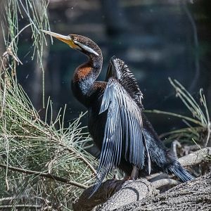 Australian Darter (male)