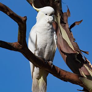 Sulfur-crested Cockatoo