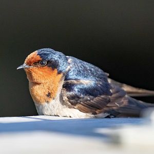 Welcome Swallow