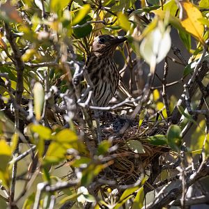 Australian Figbird female on nest