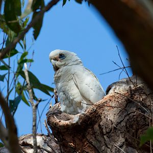 Little Corella