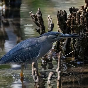 Striated Heron
