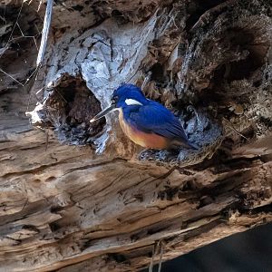 Azure Kingfisher