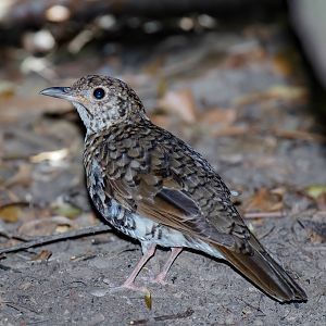 Bassian Thrush