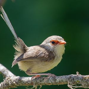 Superb Fairy Wren female