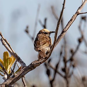 Tawny-crowned Honeyeater