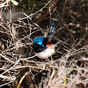 Variegated Fairy Wren (male)
