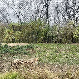 Cheetah Exhibit