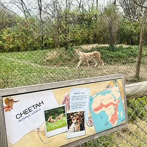 Cheetah Exhibit