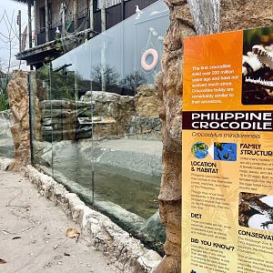 Philippine Crocodile