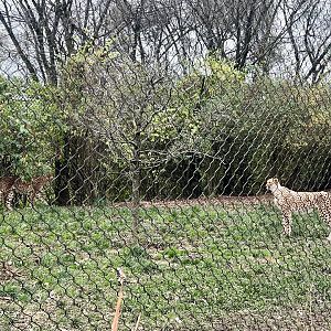 Cheetah Exhibit