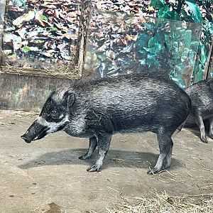 Visiyan Warty Pig