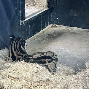 Clouded Leopard