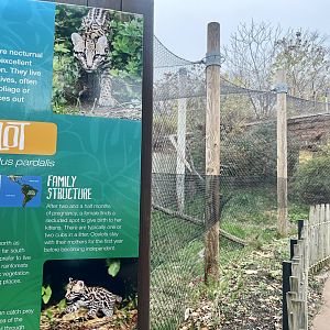 Ocelot Exhibit