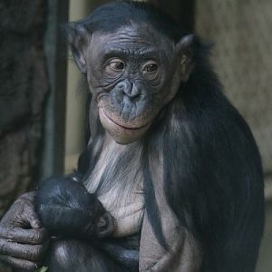 Bonobo BASHIRA with her offspring born 03 dec 2022