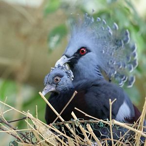Victoria crowned pigeon (Goura victoria)