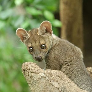 Fossa (Cryptoprocta ferox)