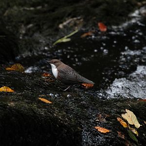 White-throated Dipper