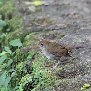 Ruddy-capped Nightingale Thrush
