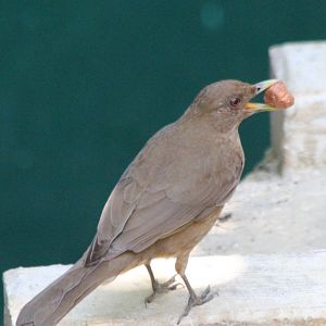 Clay-coloured Thrush