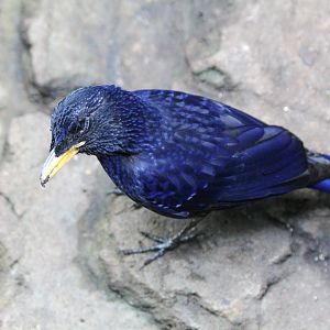 Blue Whistling Thrush