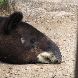 Mountain Tapir