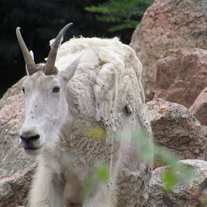 Rocky Mountain Goat