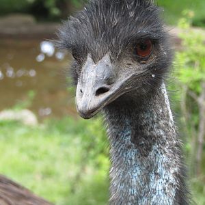 Emu