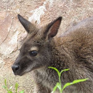 Bennett's Wallaby