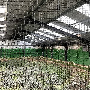 Livingstone’s Fruit Bat Enclosure