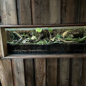 African Land Snail and Millipede Exhibit