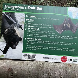 Livingstone’s Fruit Bat Information Board