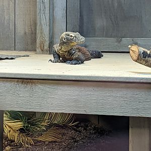 Hannibal the new Komodo Dragon!
