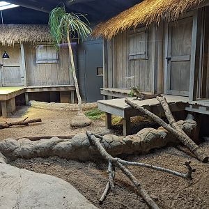 New Komodo Dragon "Hannibal"