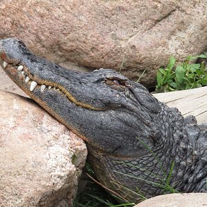 American Alligator